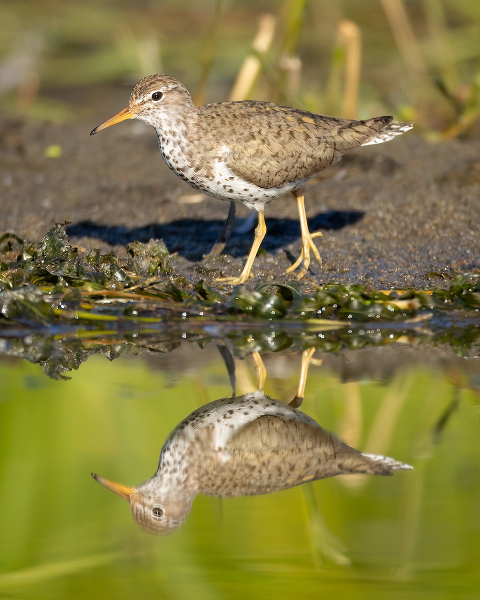 Spotted Sandpiper - ML603291531