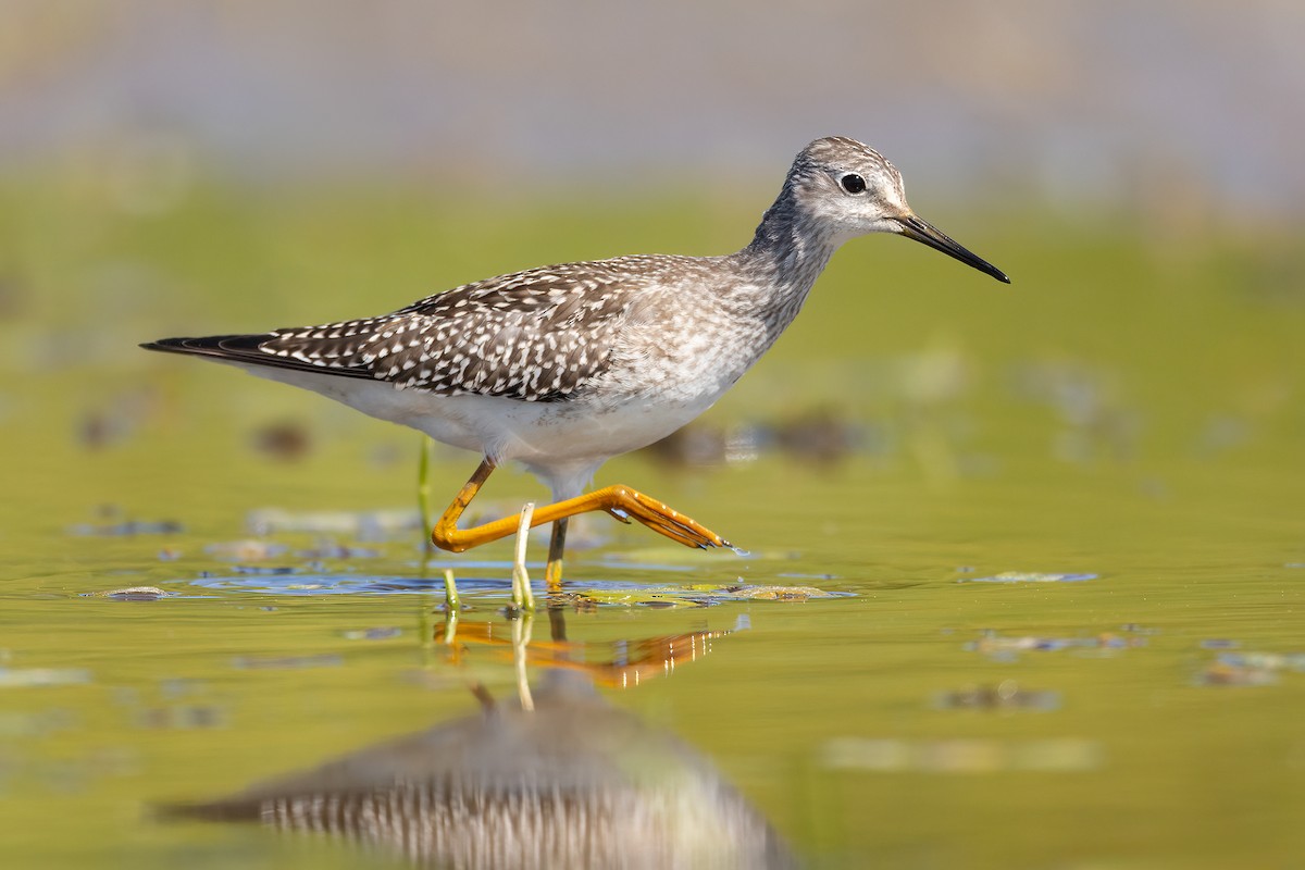 Lesser Yellowlegs - Jeff Dyck