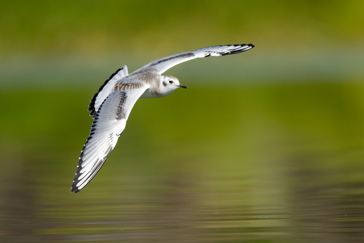 Bonaparte's Gull - ML603291621