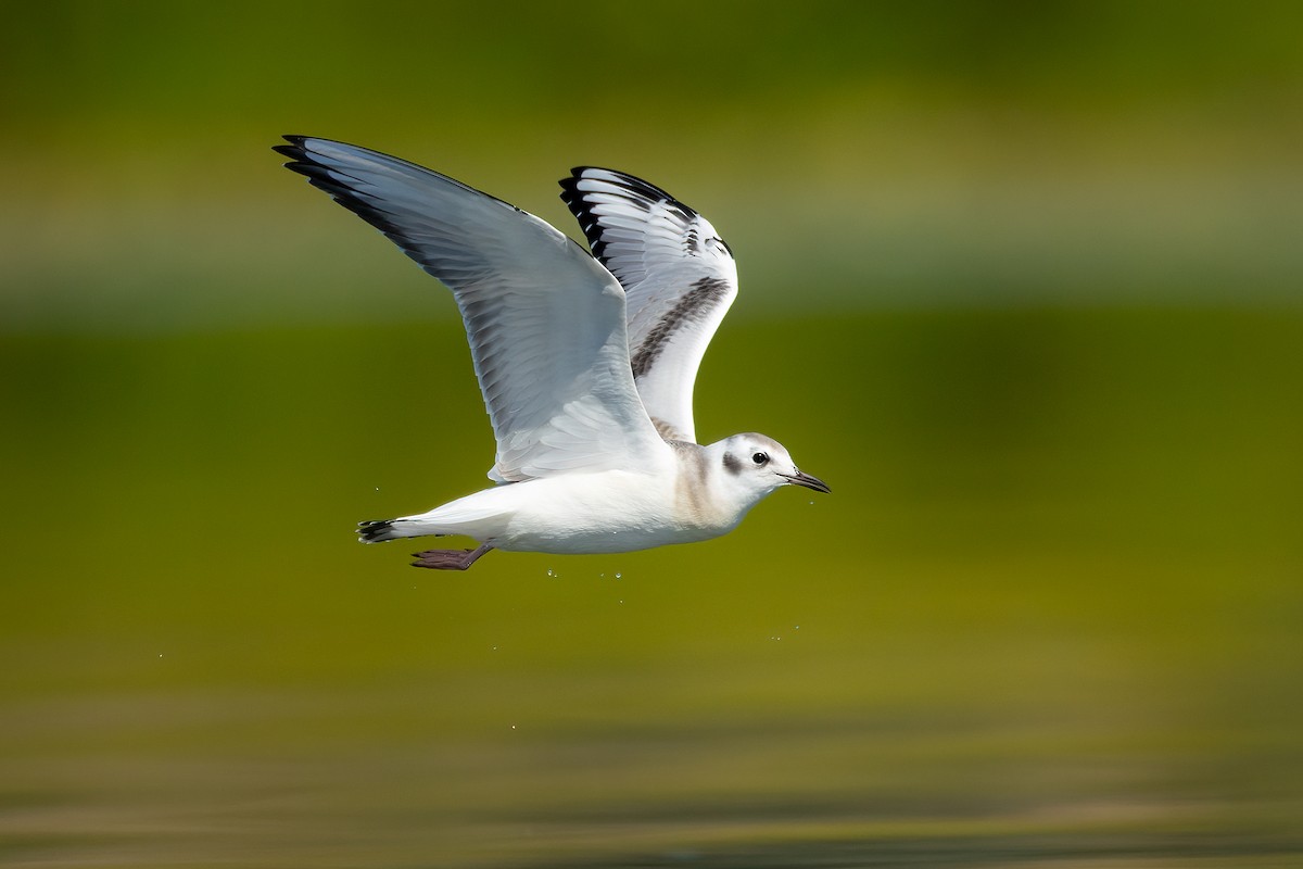 Bonaparte's Gull - ML603291631