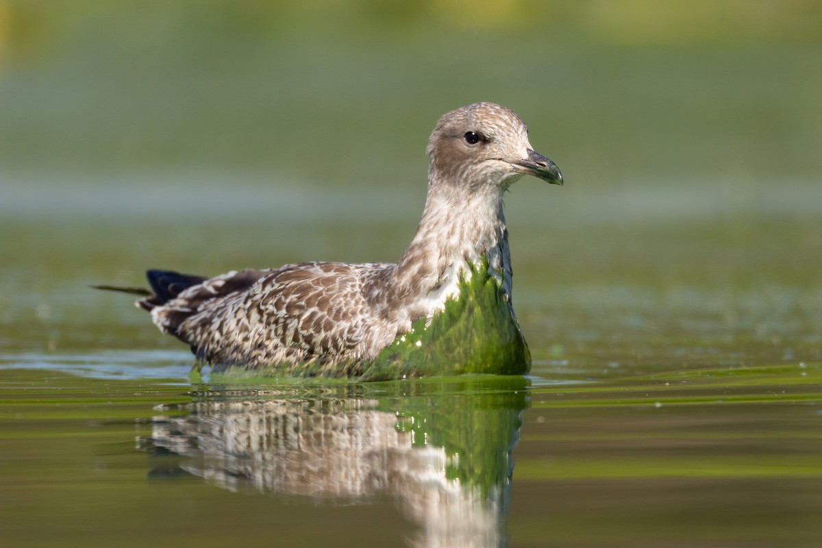 Gaviota Argéntea - ML603291681