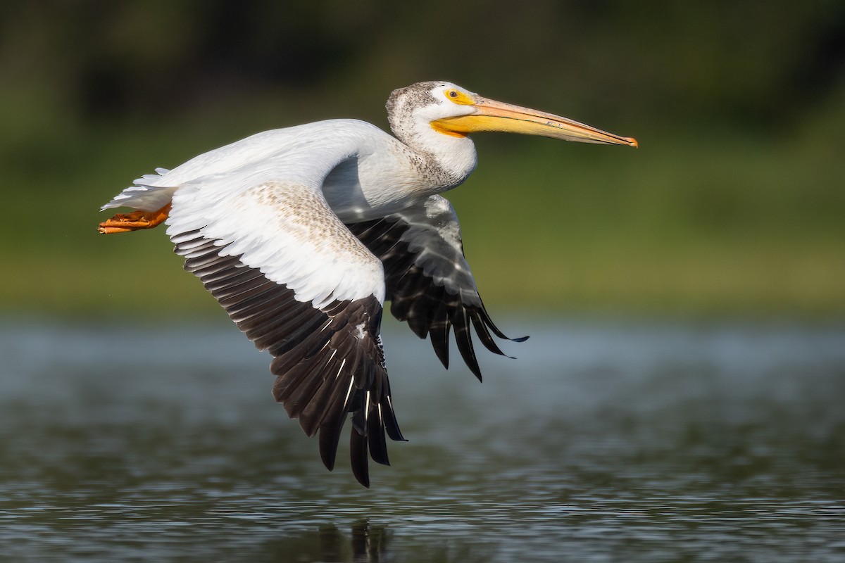 American White Pelican - ML603291711