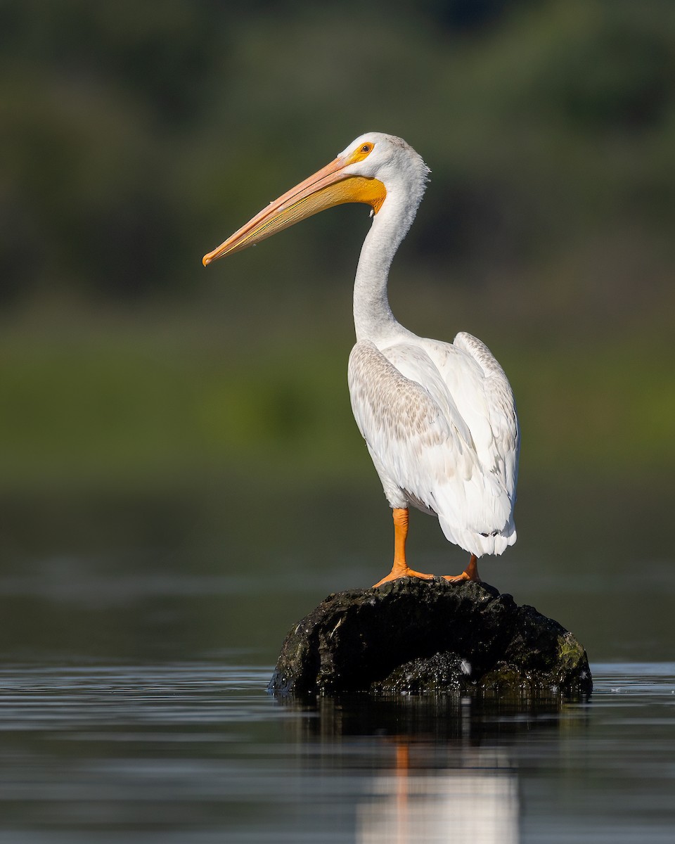 American White Pelican - ML603291741