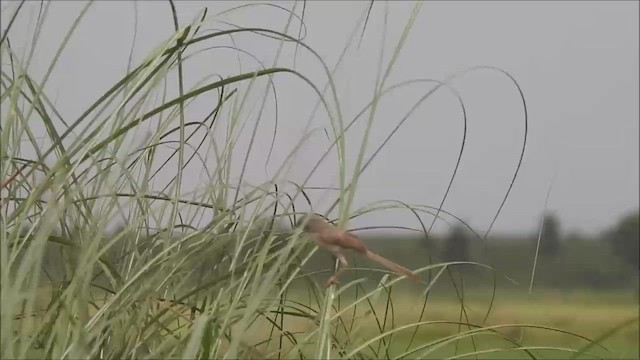 Prinia Delicada - ML603292401