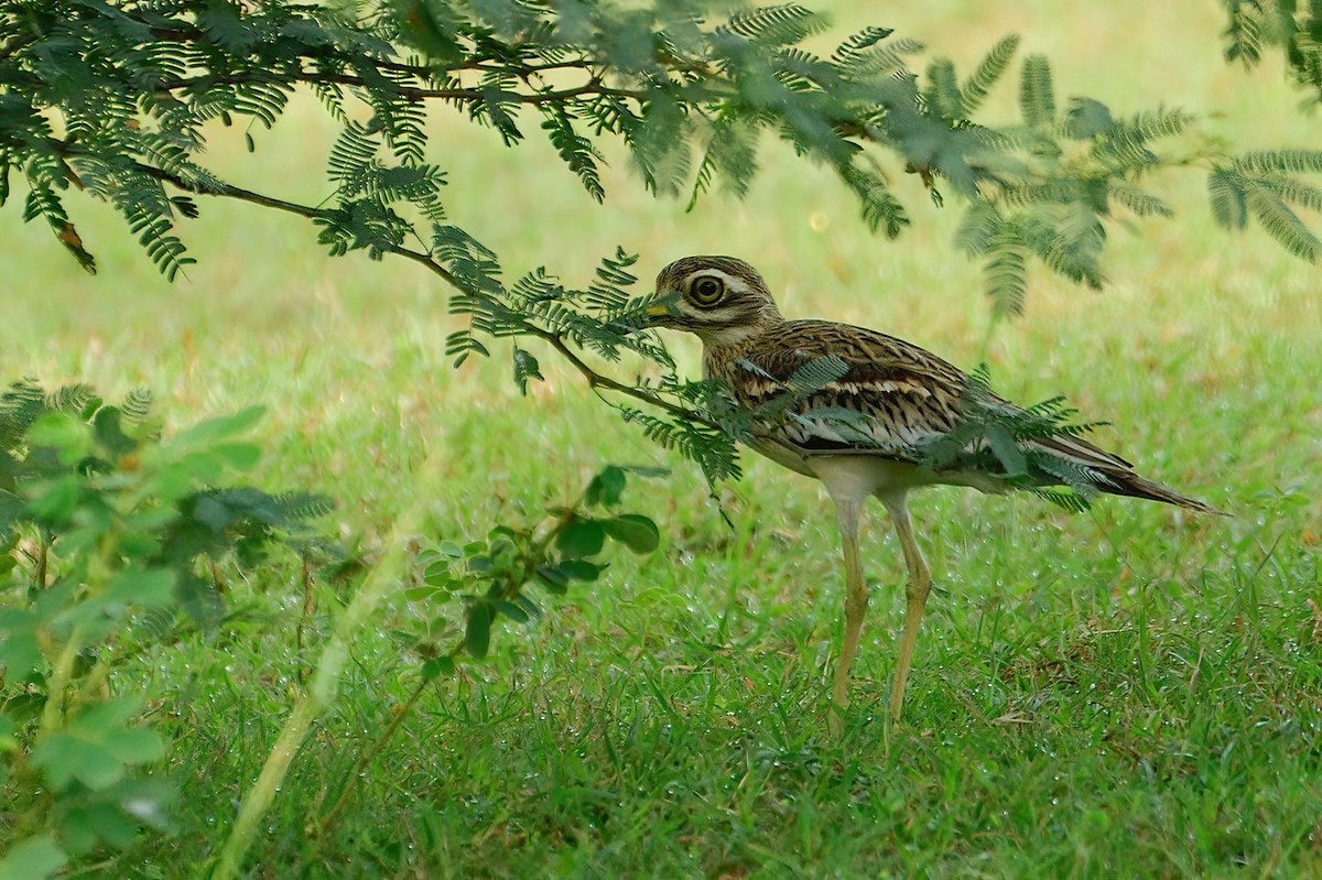 Indian Thick-knee - ML603293421