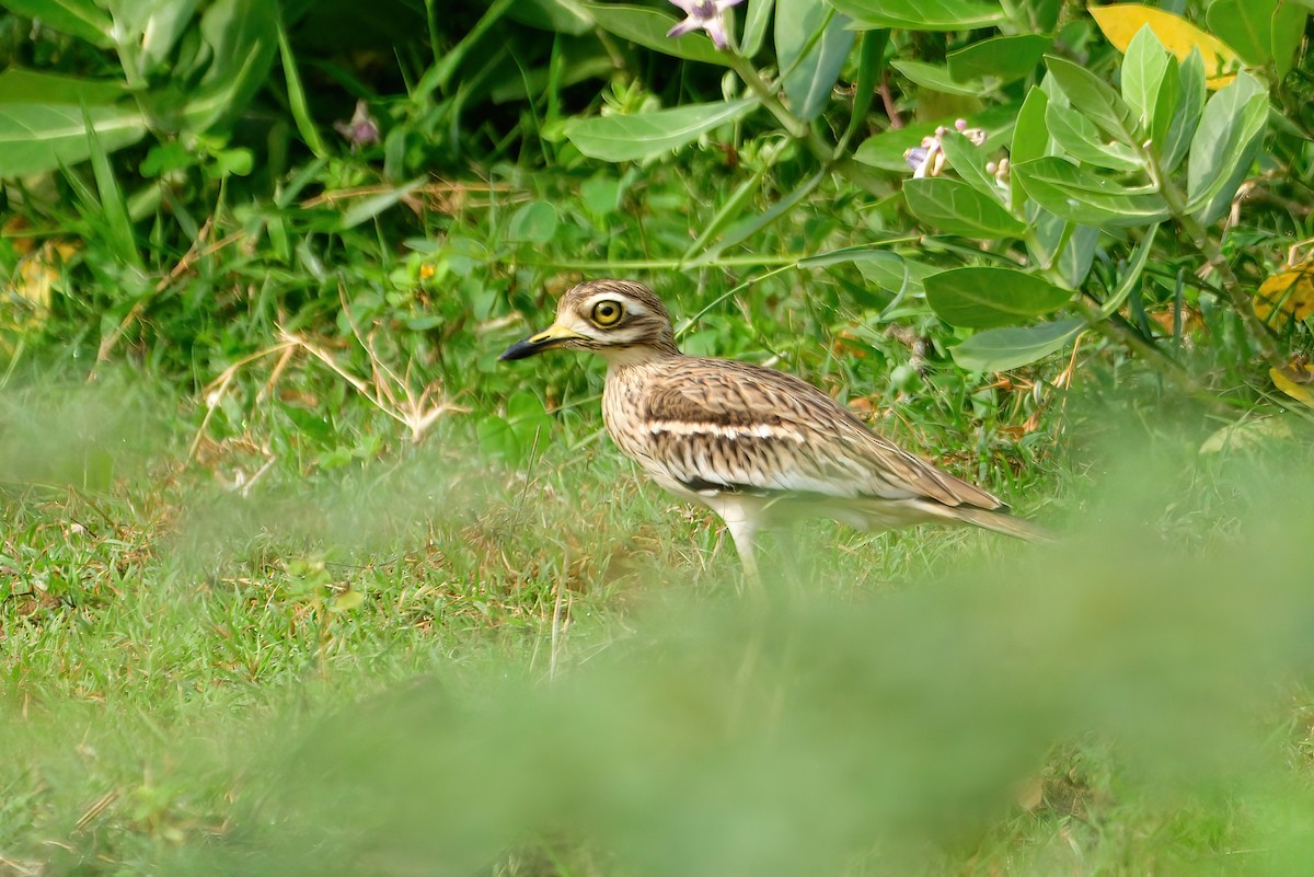 Indian Thick-knee - ML603293431