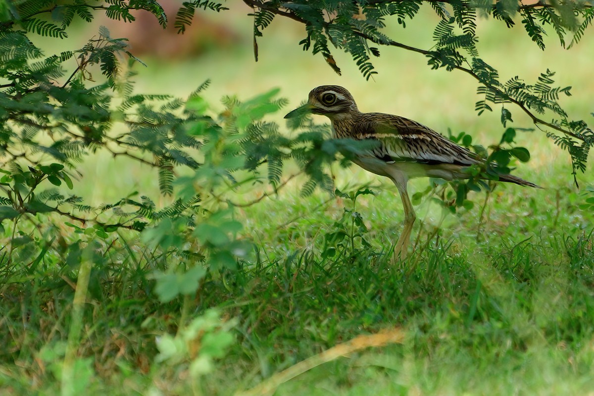 Indian Thick-knee - ML603293441