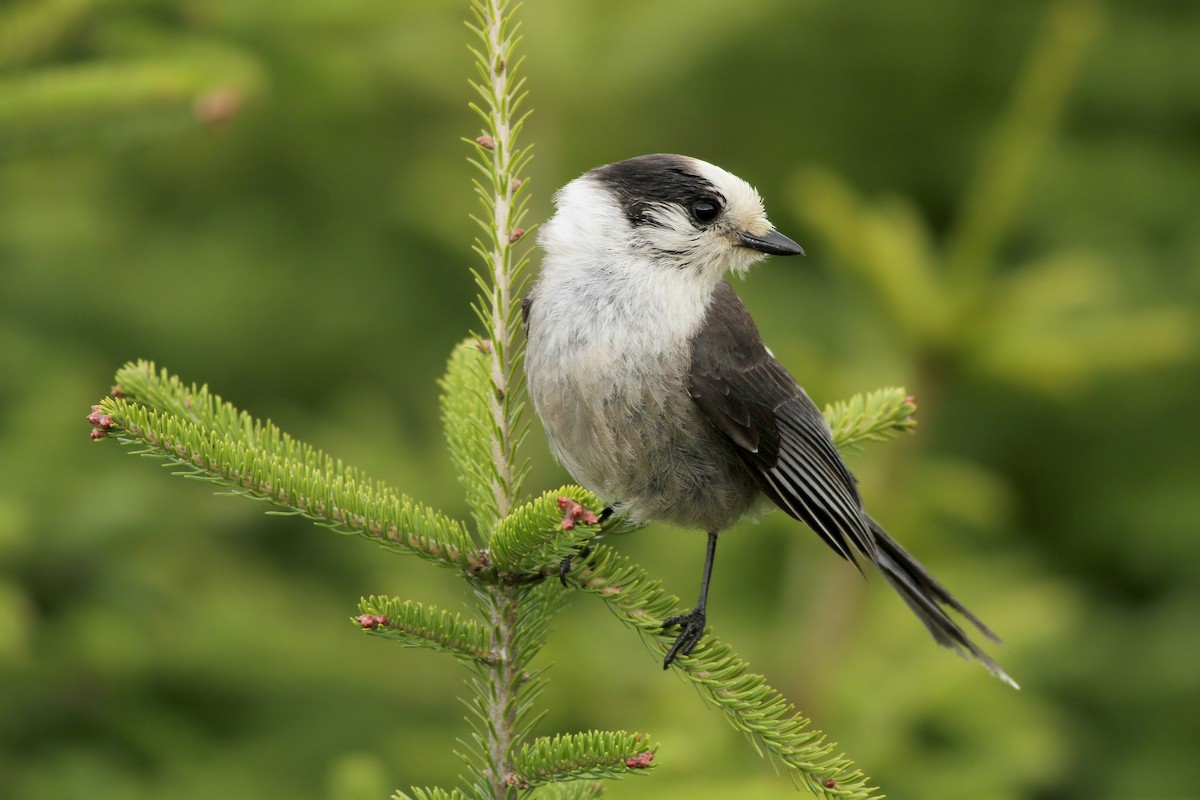 Canada Jay - ML60329351