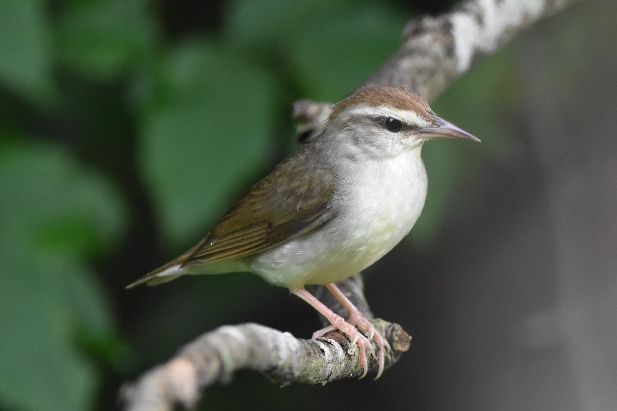 Swainson's Warbler - Timothy Carstens