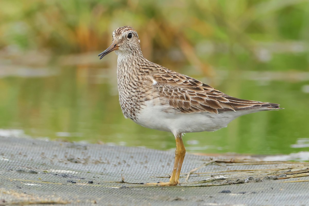 Pectoral Sandpiper - Yi-Cheng Chen