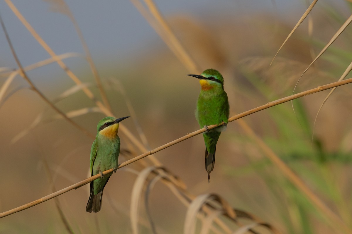 Blue-cheeked Bee-eater - ML603296491