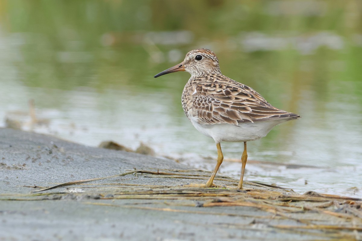 Pectoral Sandpiper - Yi-Cheng Chen