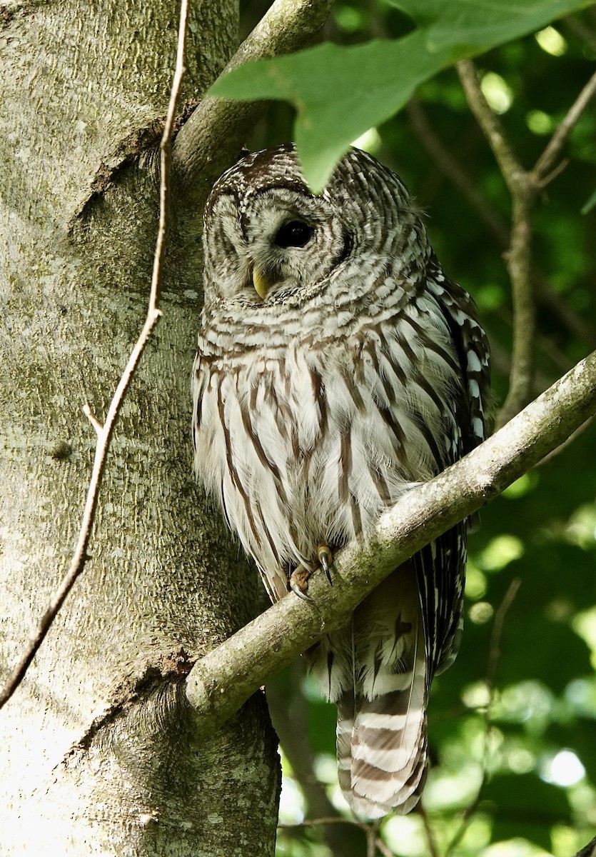 Barred Owl - ML603297041