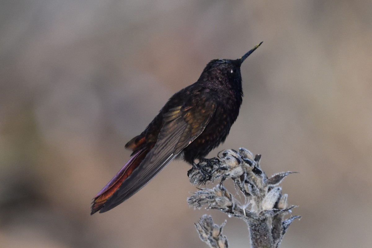 kolibřík mourovatý - ML603297331