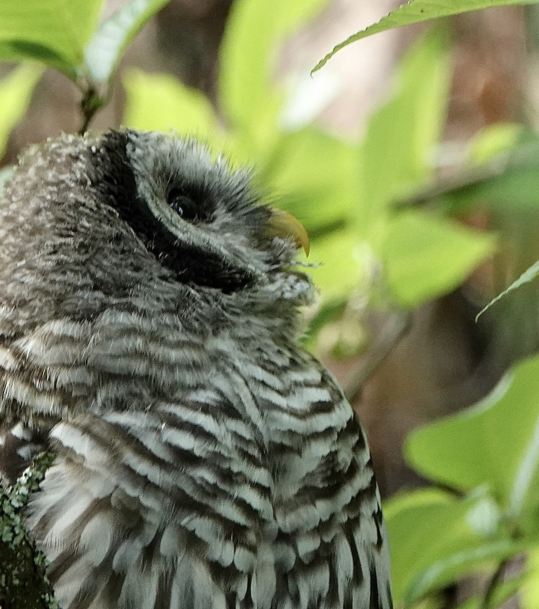 Barred Owl - ML603297571