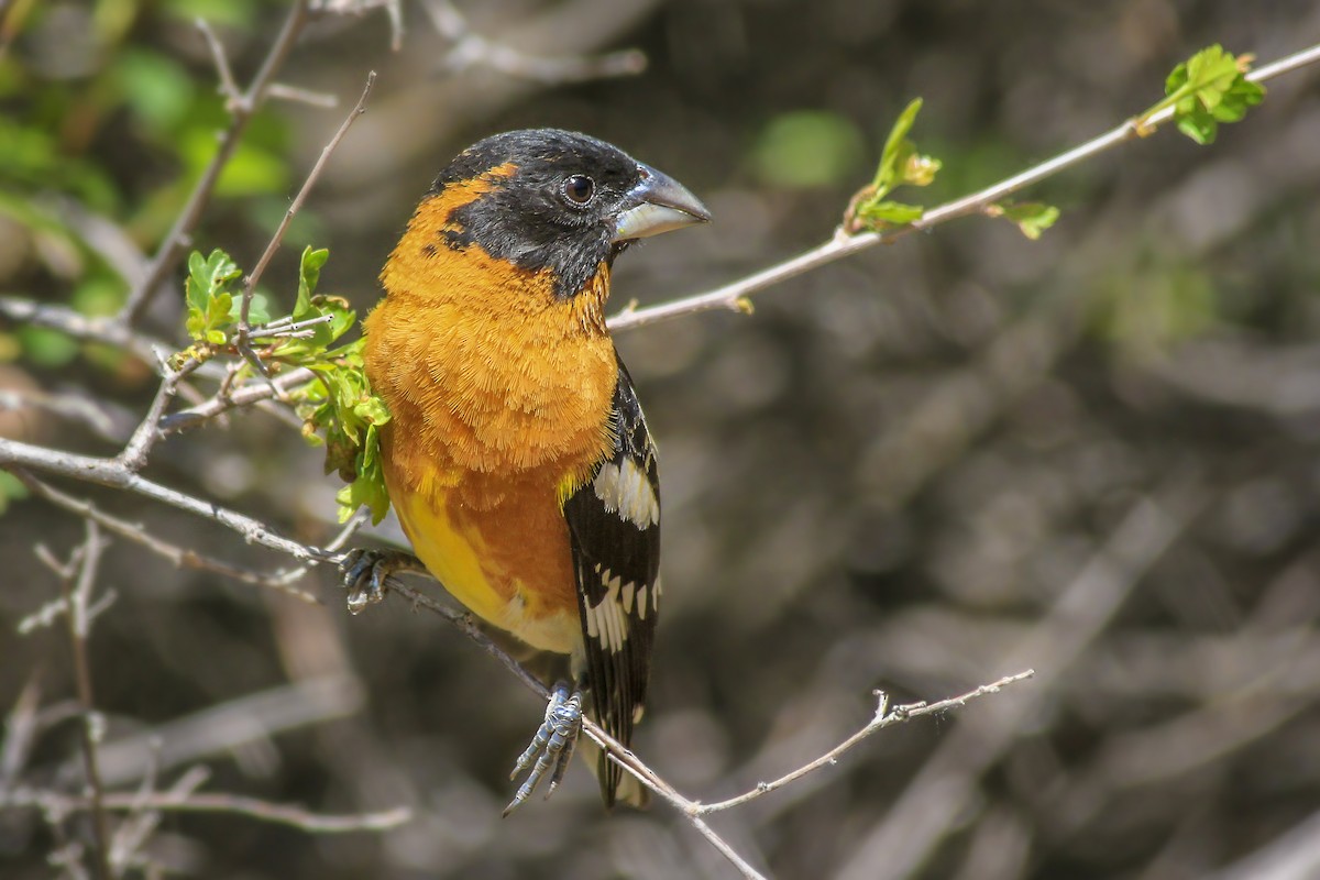 Black-headed Grosbeak - ML60329871