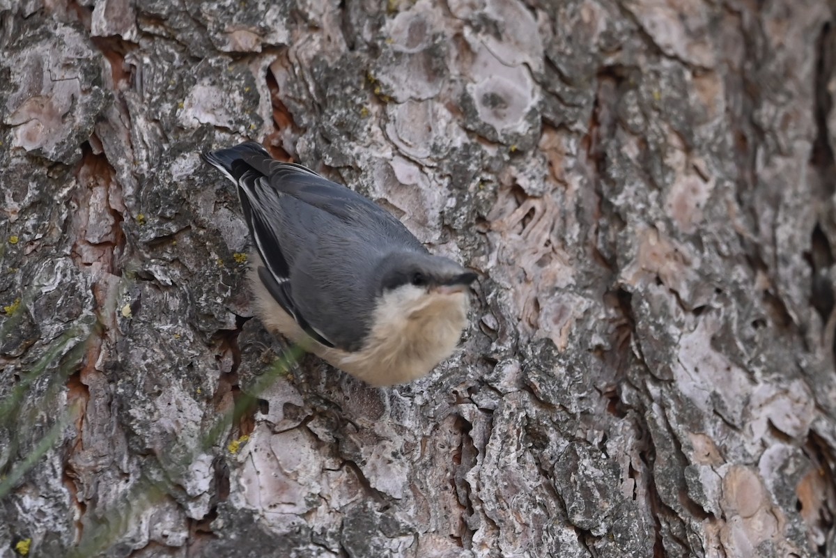 Pygmy Nuthatch - ML603298811