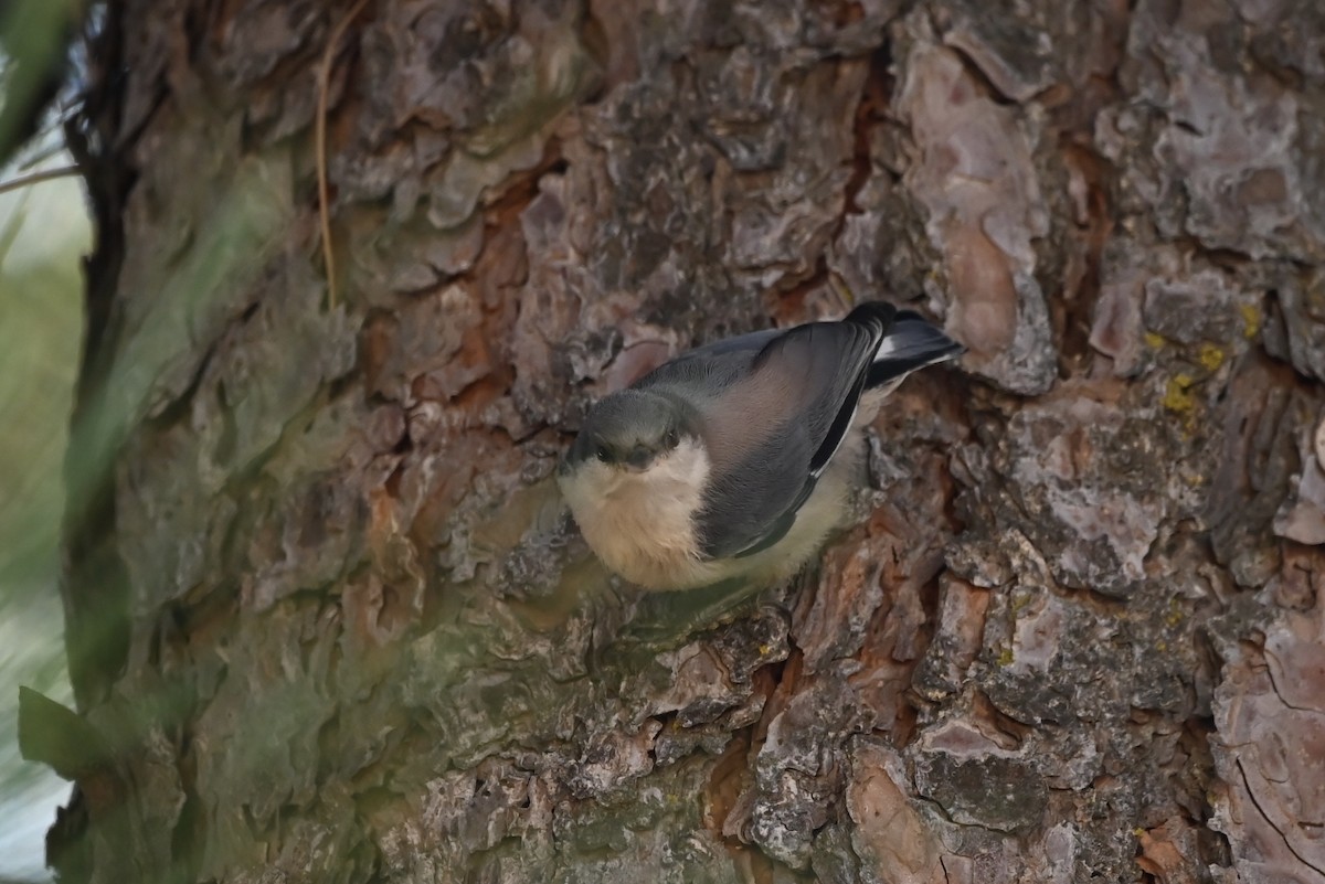 Pygmy Nuthatch - ML603298821