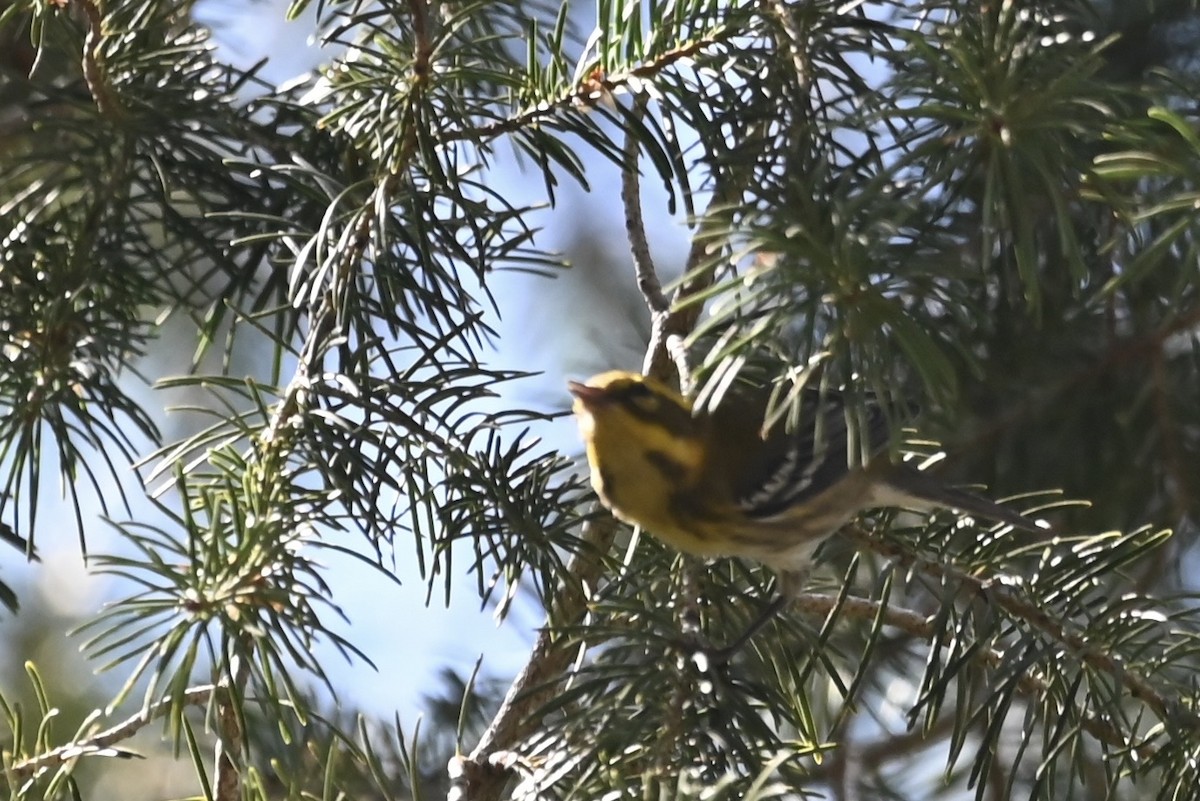 Townsend's Warbler - ML603298851