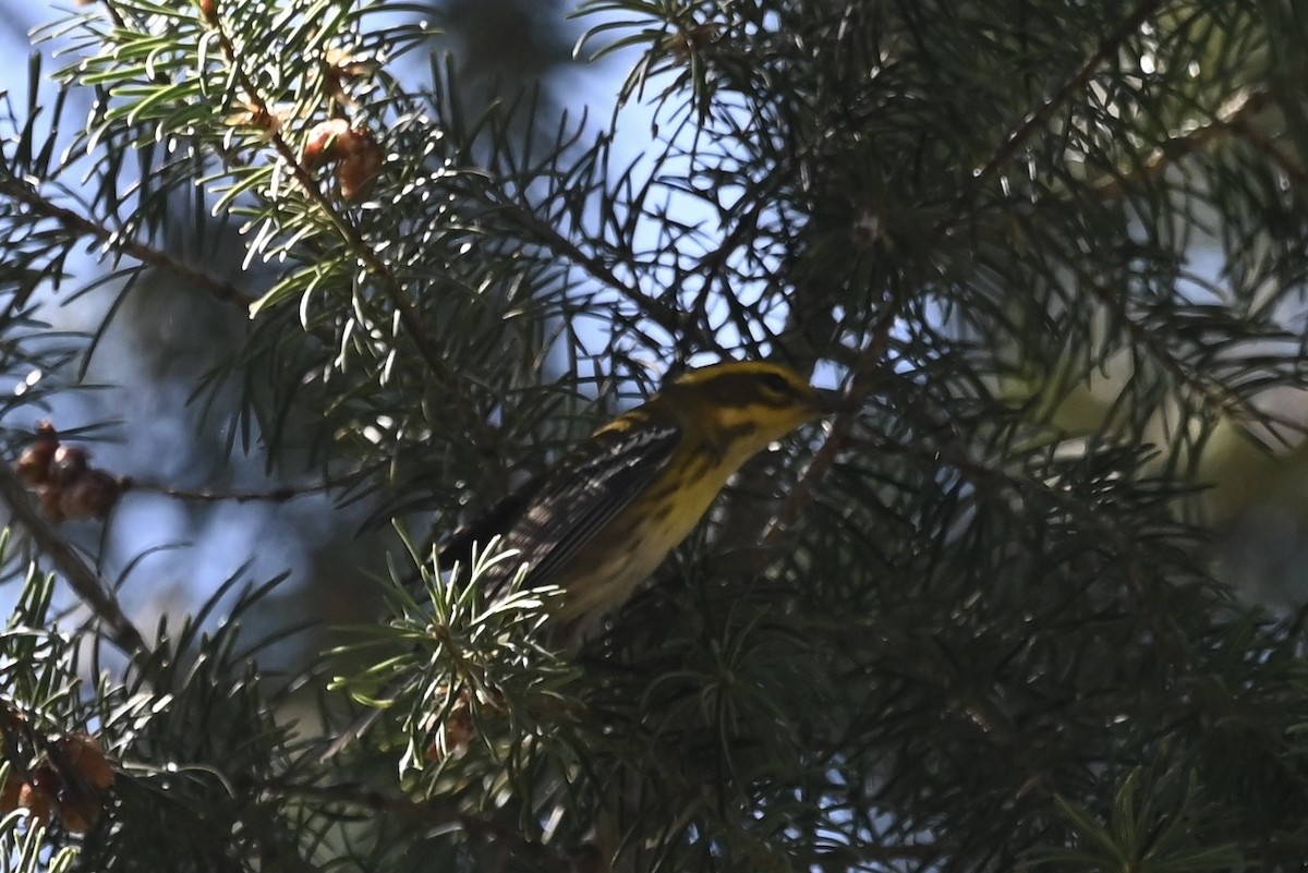 Townsend's Warbler - ML603298861