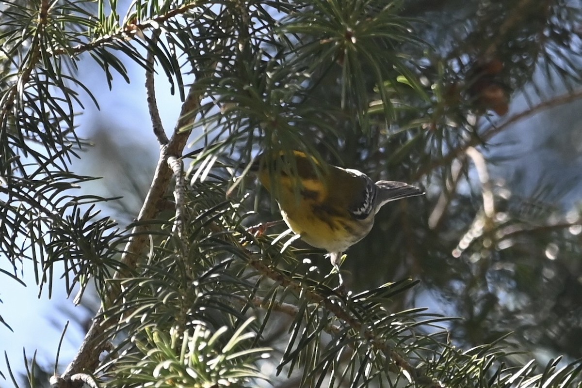 Townsend's Warbler - ML603298871