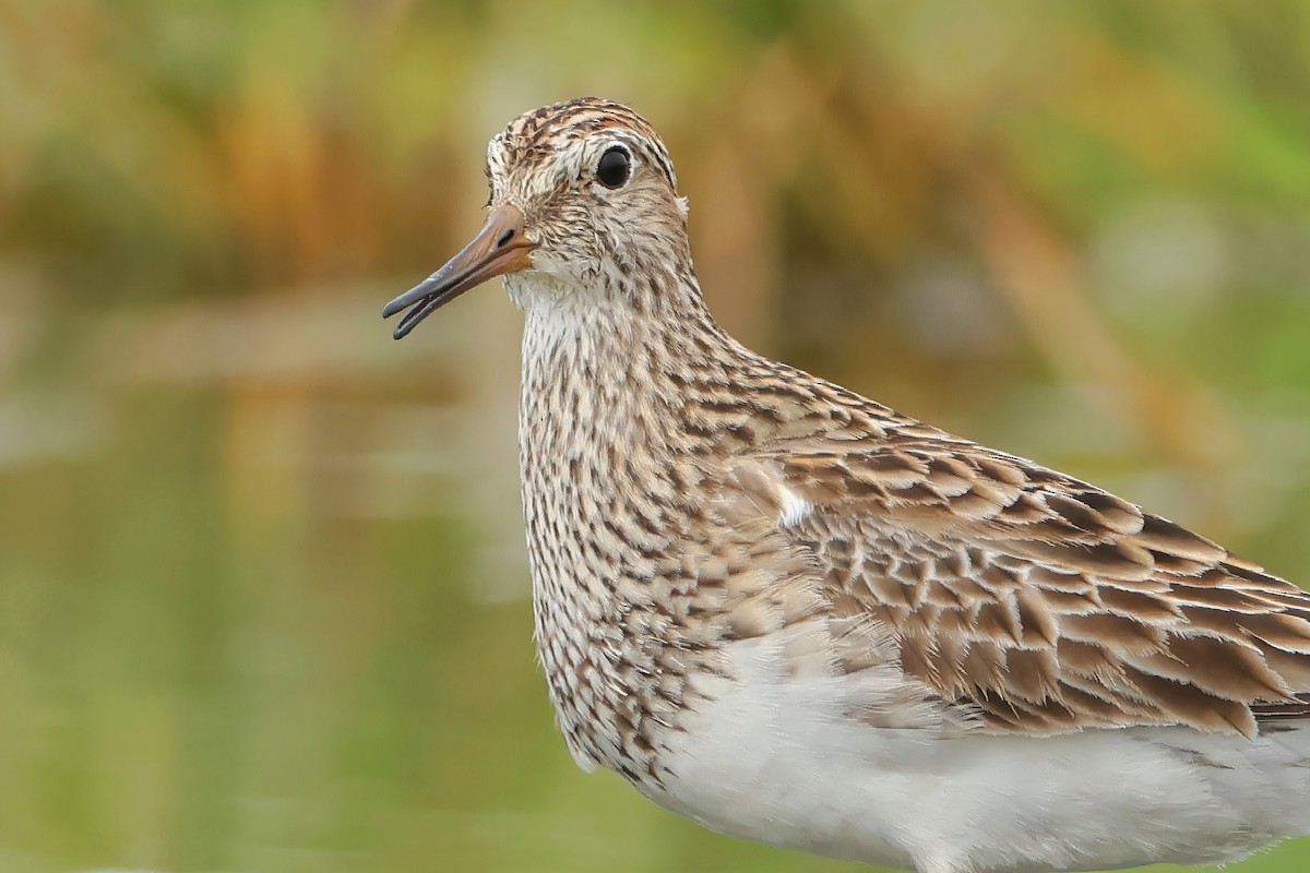 Pectoral Sandpiper - Yi-Cheng Chen