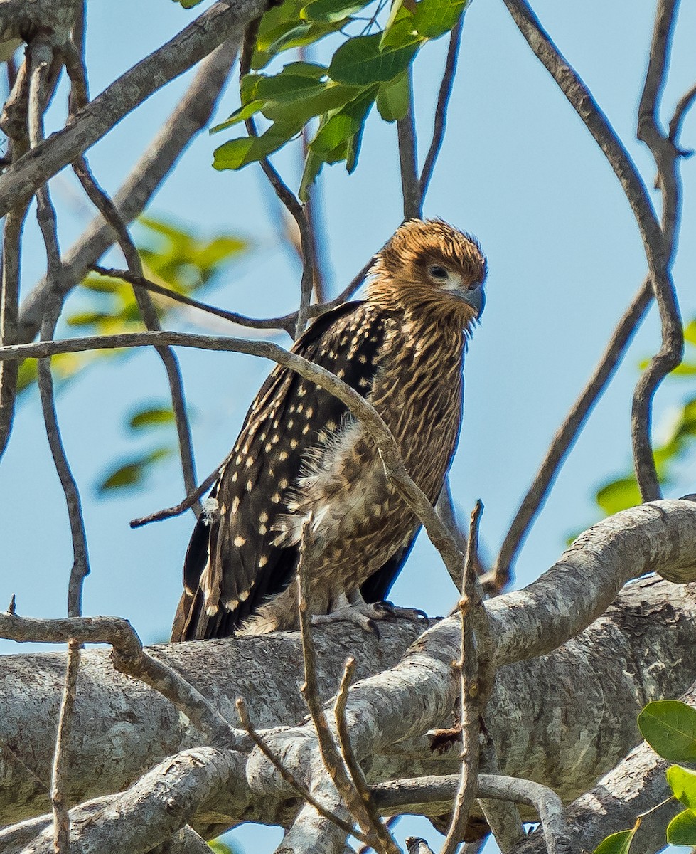 Whistling Kite - ML603299211