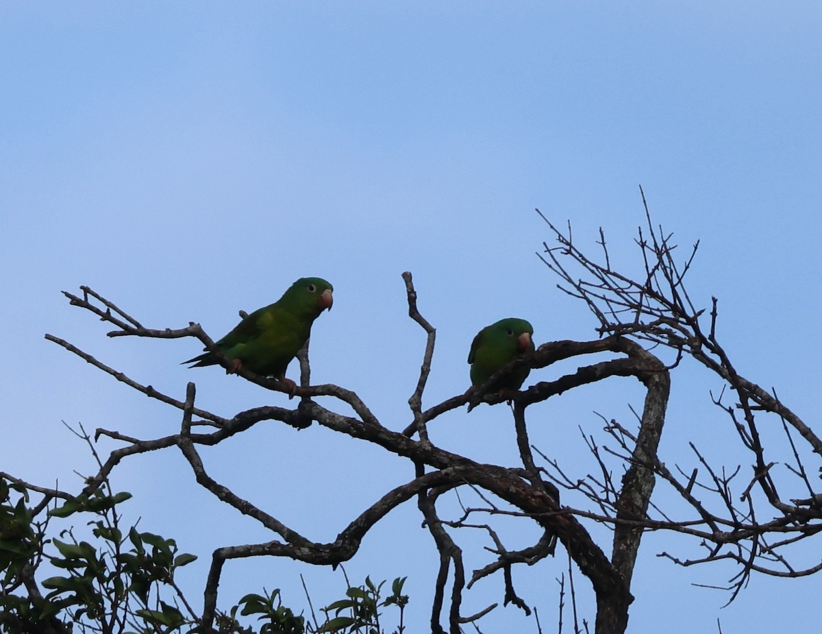 Orange-chinned Parakeet - ML603299521
