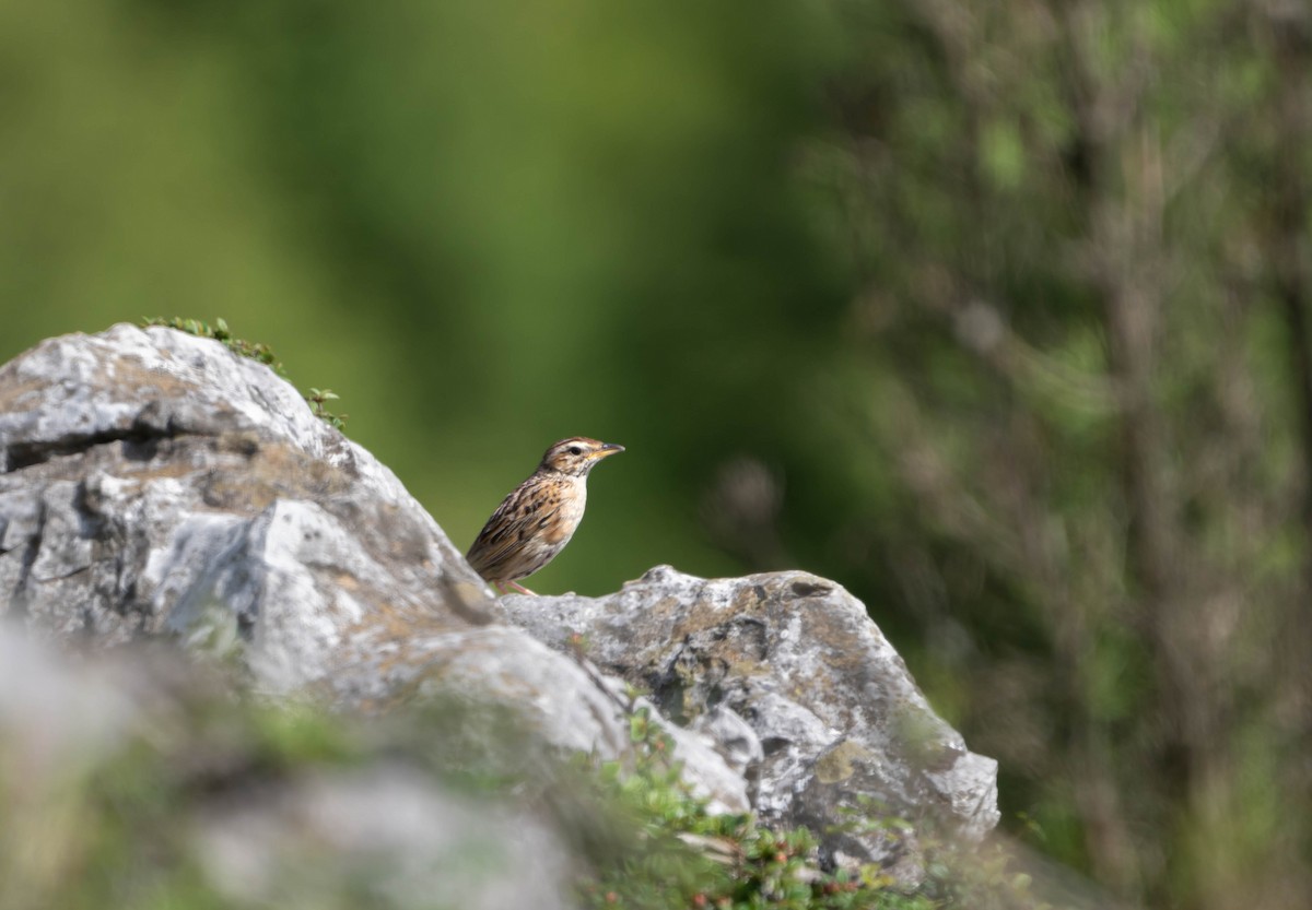 Upland Pipit - ML603299841