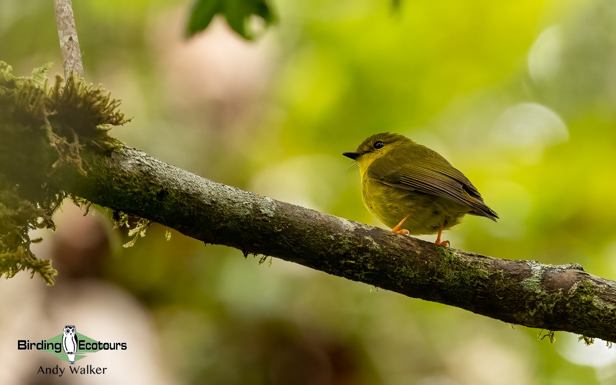 Canary Flyrobin - Andy Walker - Birding Ecotours