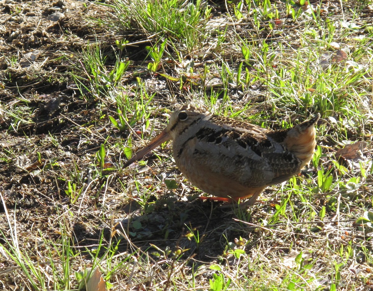 American Woodcock - ML60330001