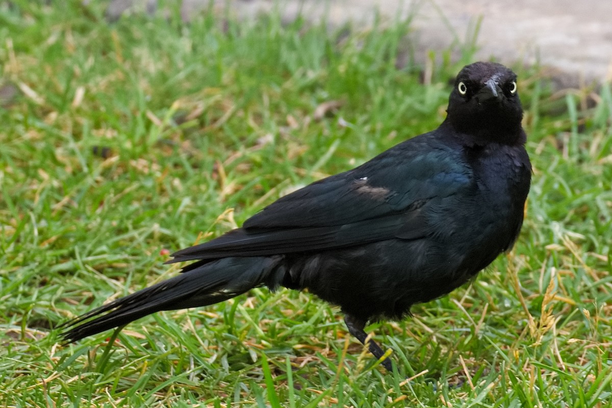 Brewer's Blackbird - ML603300151