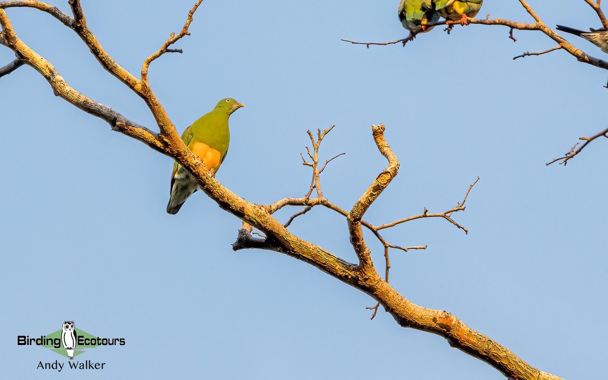 Orange-bellied Fruit-Dove - Andy Walker - Birding Ecotours