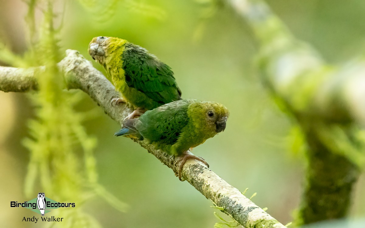 Yellow-capped Pygmy-Parrot - Andy Walker - Birding Ecotours