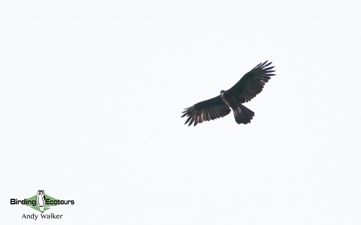 Gurney's Eagle - Andy Walker - Birding Ecotours