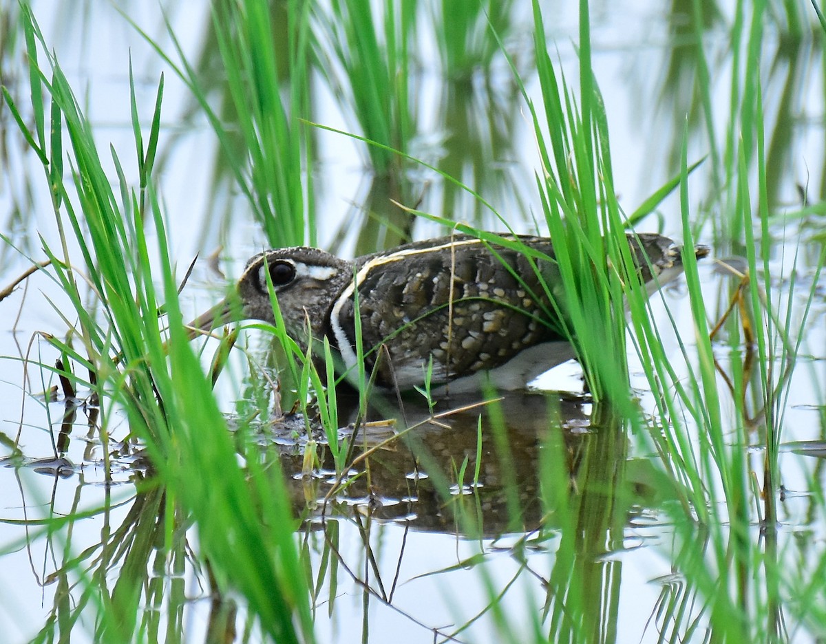 Greater Painted-Snipe - ML603301471