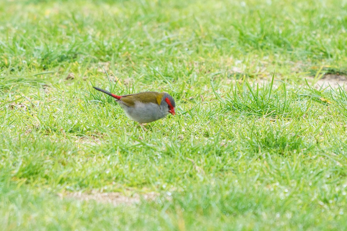 Red-browed Firetail - ML603302371