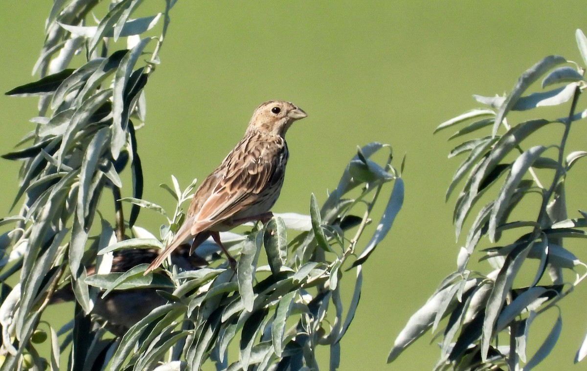 Corn Bunting - ML603302761