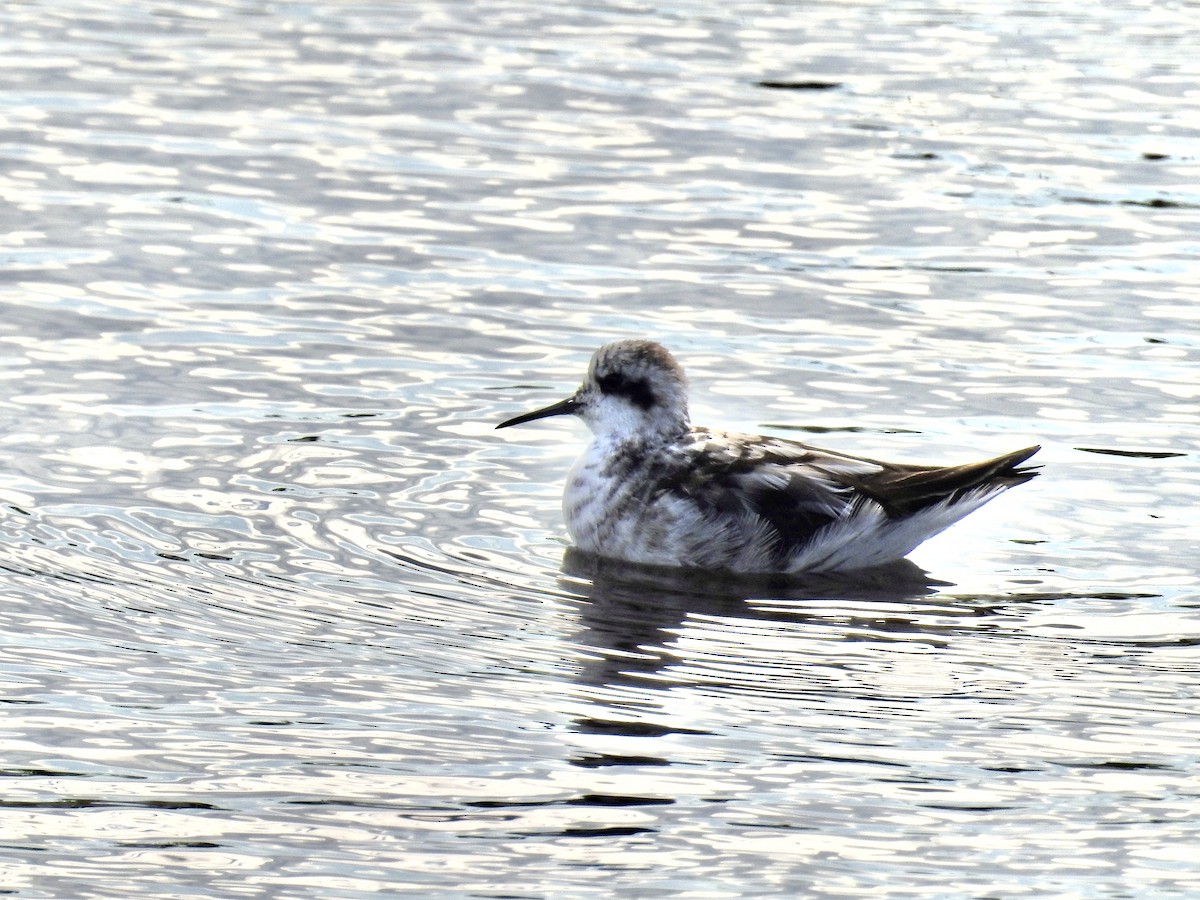 Phalarope à bec étroit - ML603303601