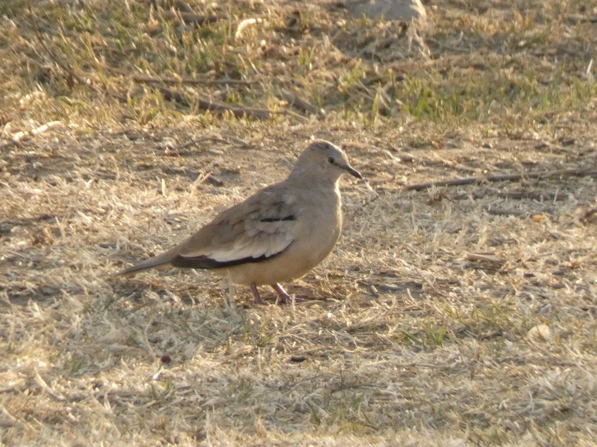 Picui Ground Dove - ML603304251