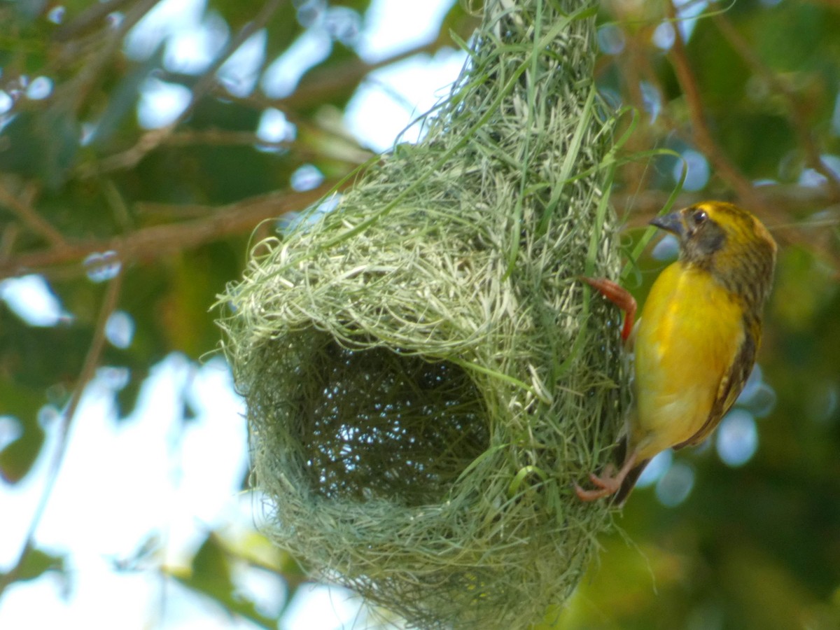 Baya Weaver - ML603304801