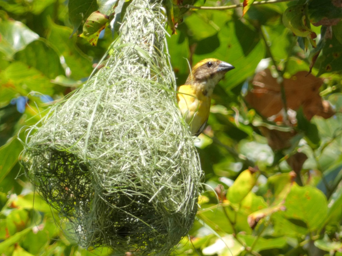 Baya Weaver - ML603304851