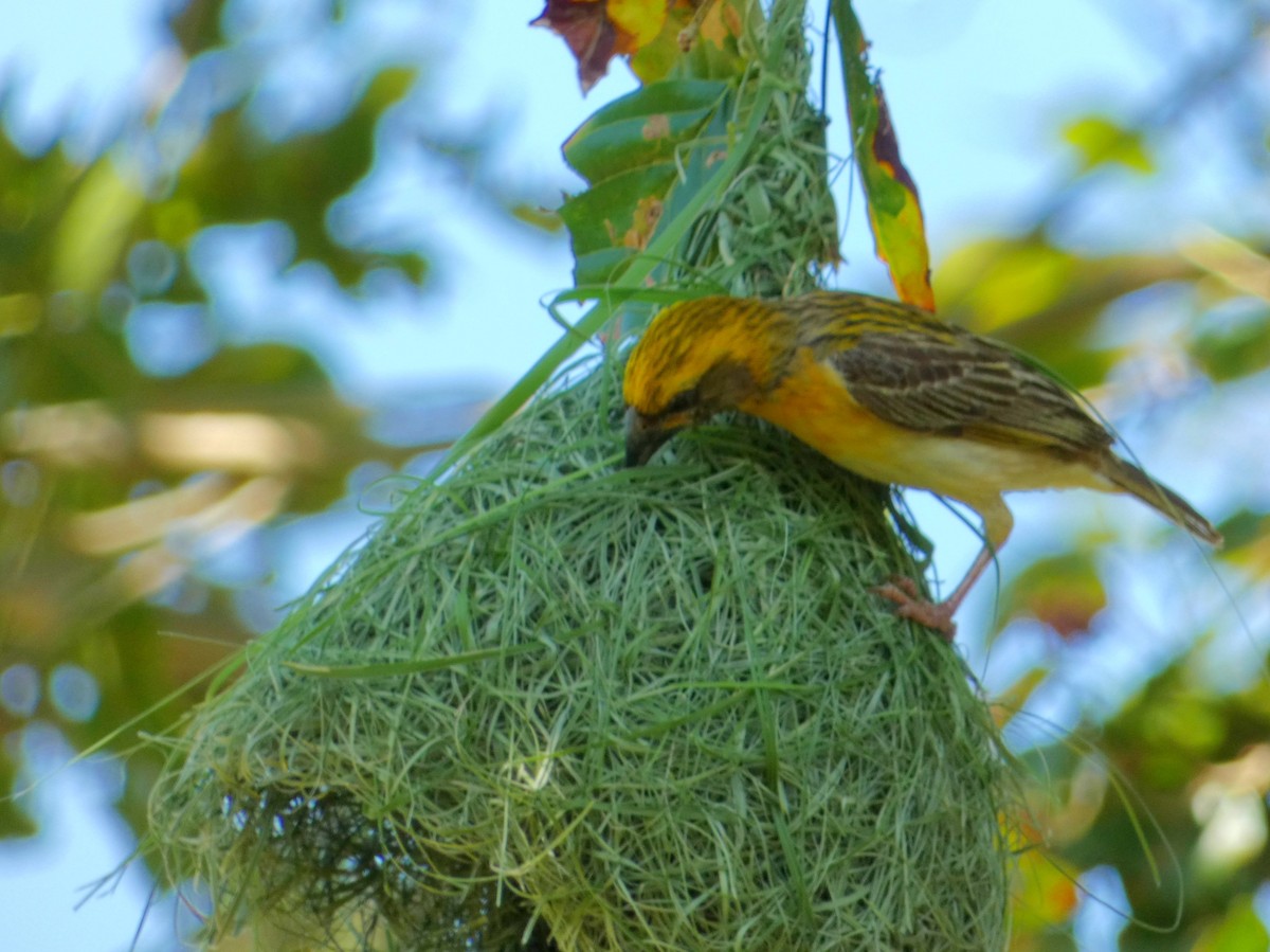 Baya Weaver - ML603304861