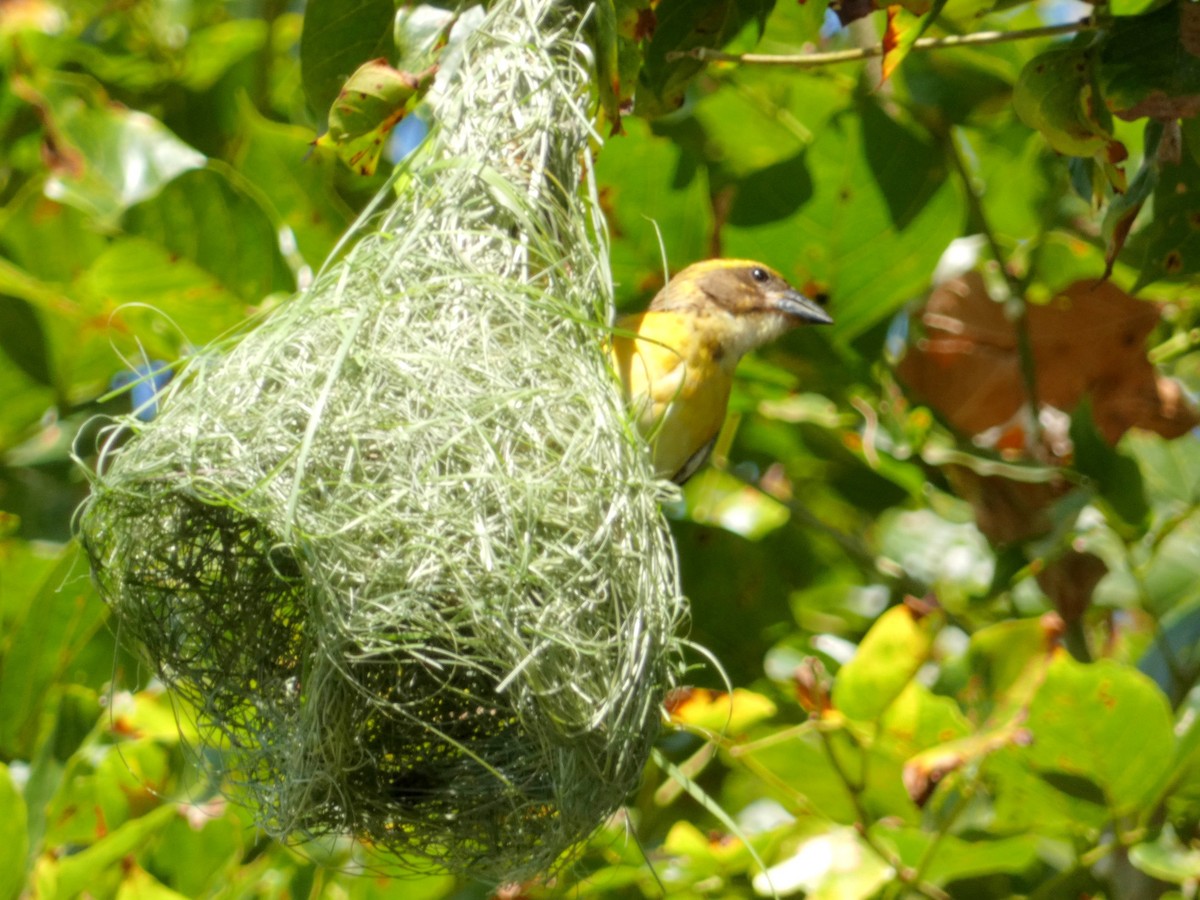 Baya Weaver - ML603304871