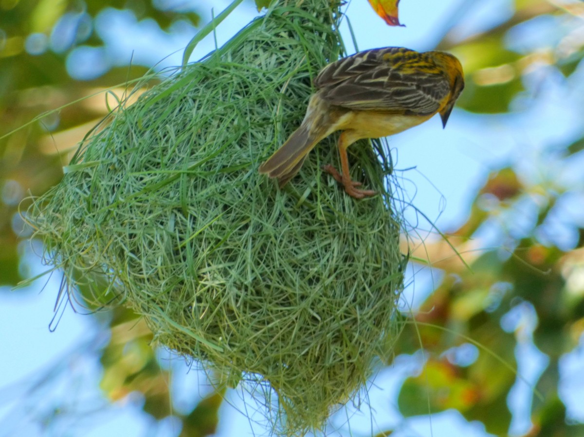 Baya Weaver - ML603304891