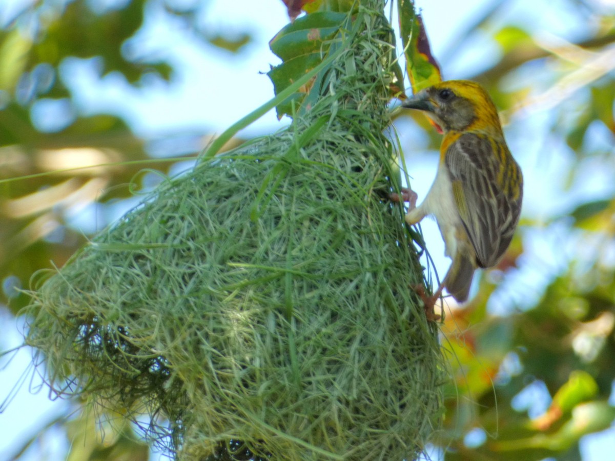 Baya Weaver - ML603304911