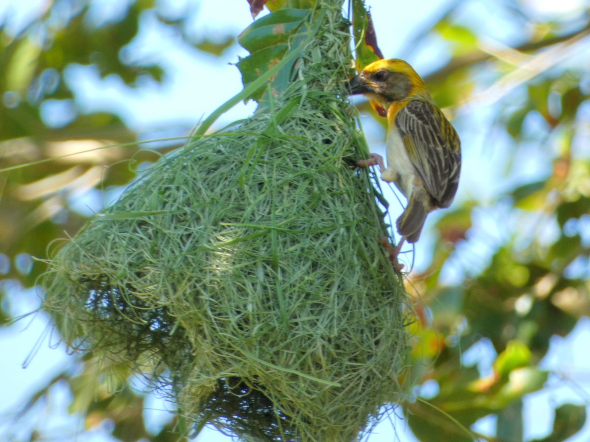 Baya Weaver - ML603304931