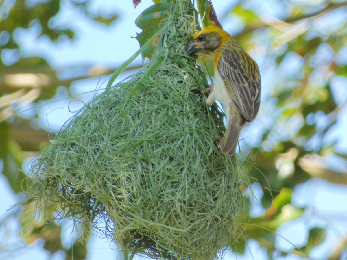 Baya Weaver - ML603304941