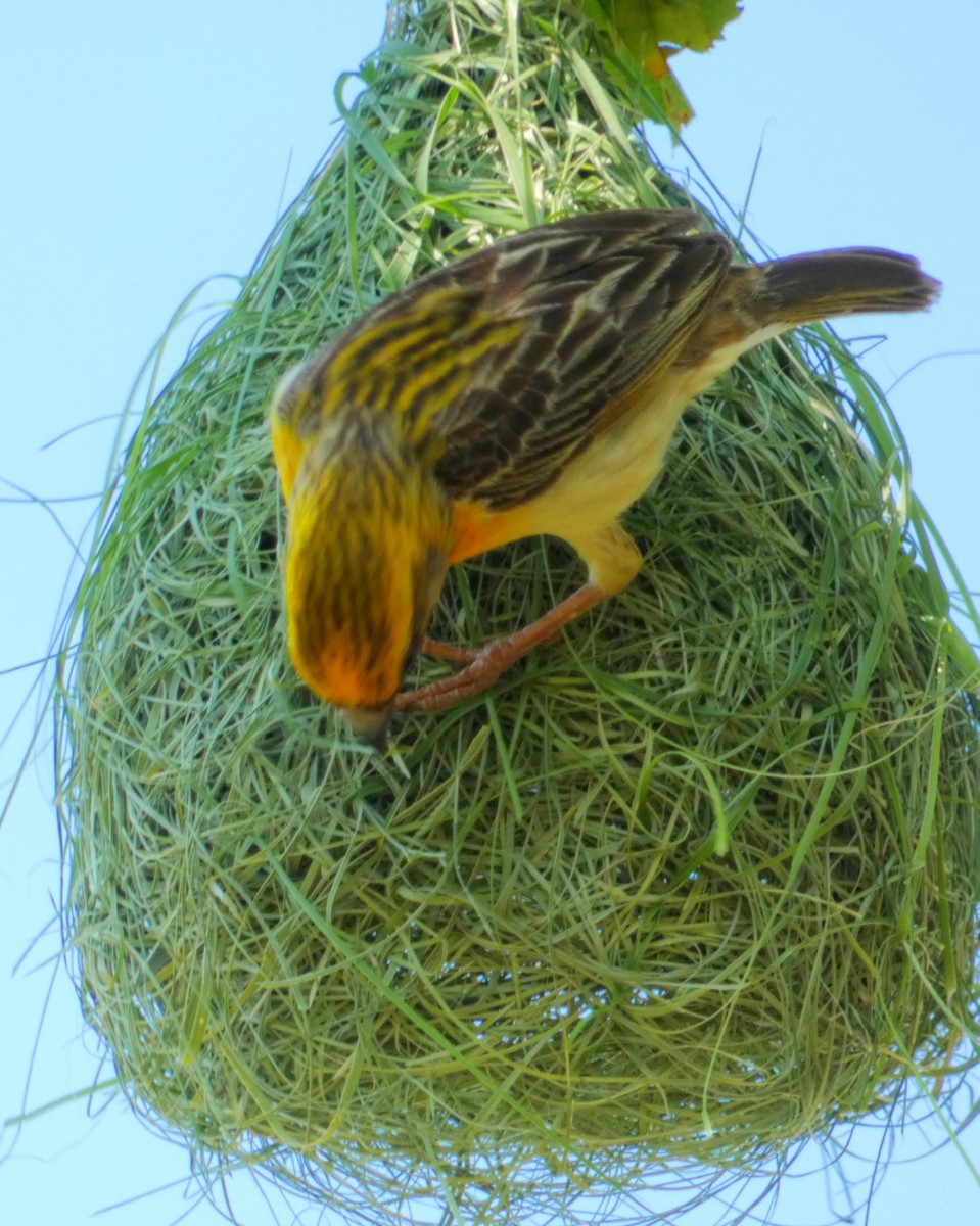 Baya Weaver - ML603304951