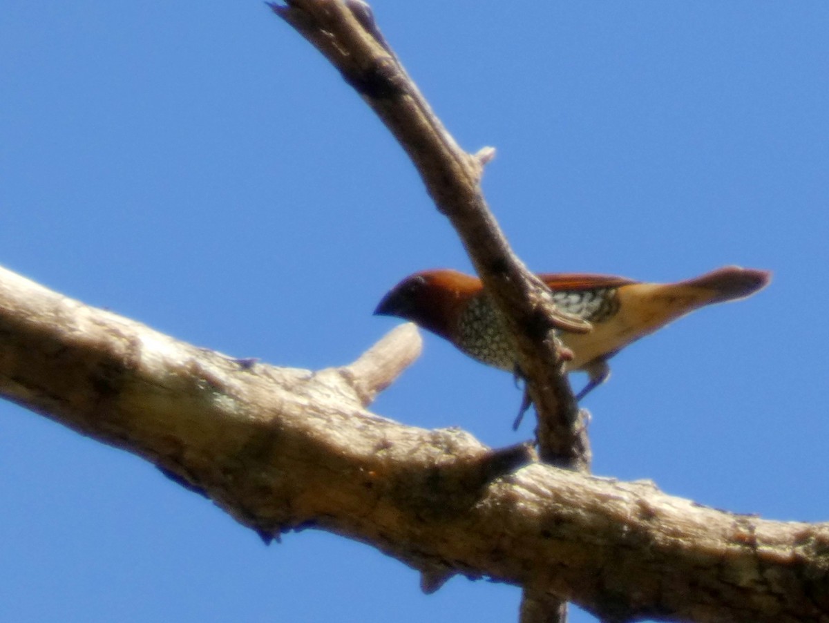 Scaly-breasted Munia - ML603305011